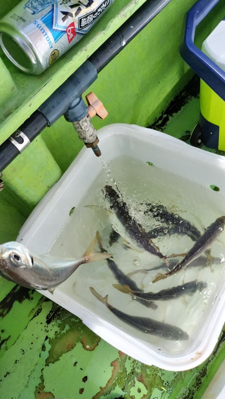 東京湾のおっさんさんの釣果 2枚目の画像