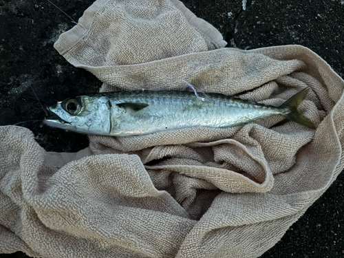 サバの釣果