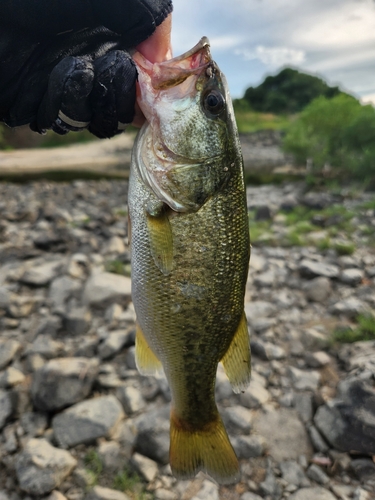 ラージマウスバスの釣果