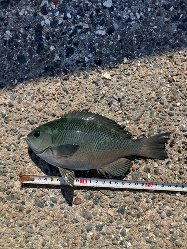 グレの釣果