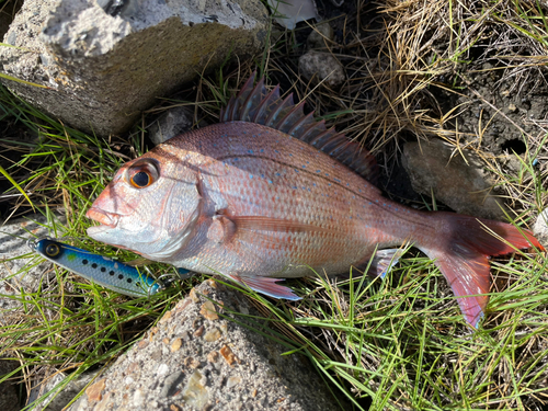 タイの釣果