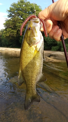 スモールマウスバスの釣果