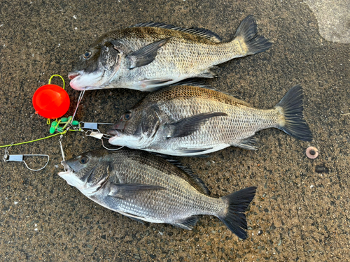 チヌの釣果