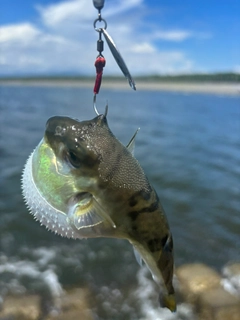 クサフグの釣果