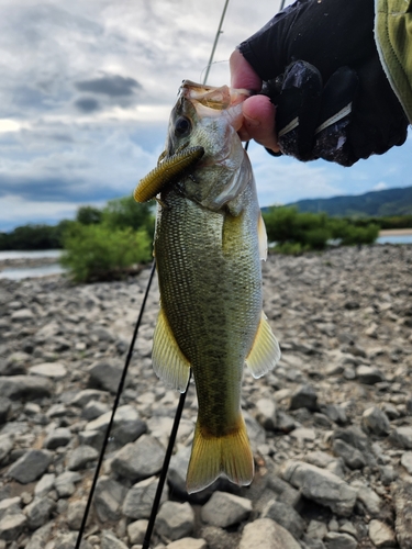 ラージマウスバスの釣果