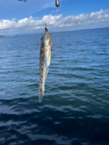 シロギスの釣果