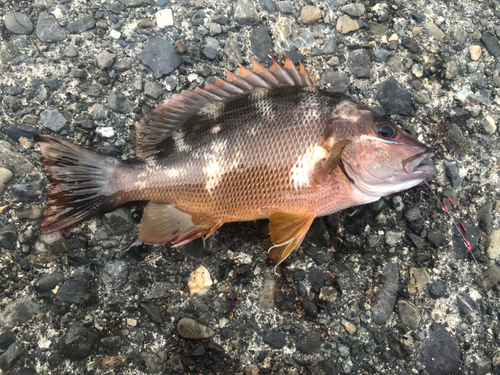 フエダイの釣果