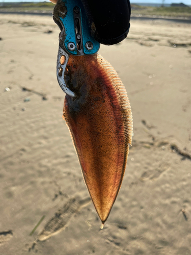 シタビラメの釣果