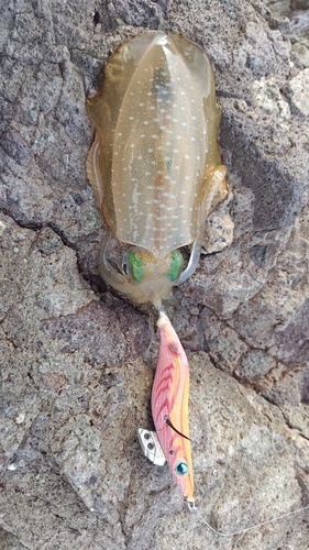 アオリイカの釣果