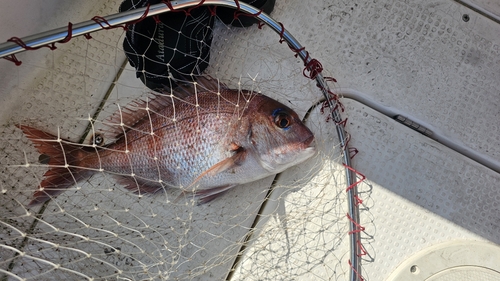 タイの釣果