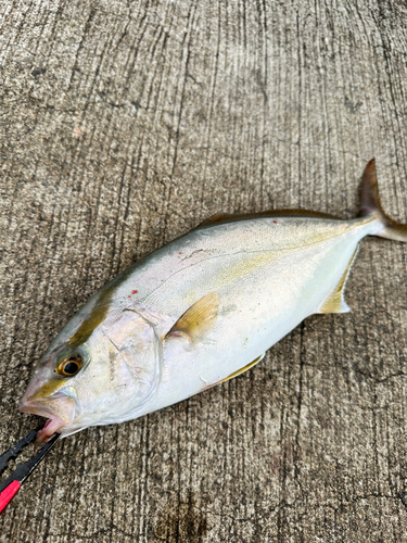 シオの釣果