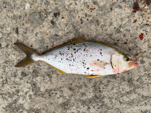 ネリゴの釣果