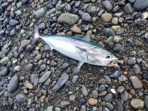 ソウダガツオの釣果