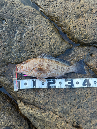 オオモンハタの釣果