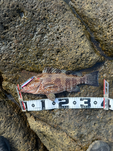 オオモンハタの釣果