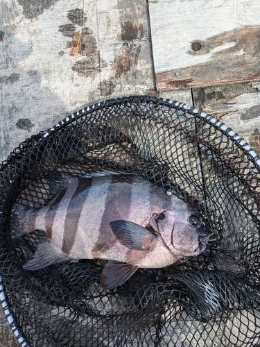 イシダイの釣果