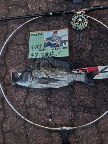 チヌの釣果