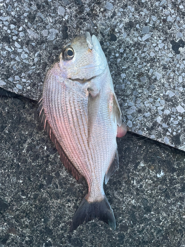 ヘダイの釣果