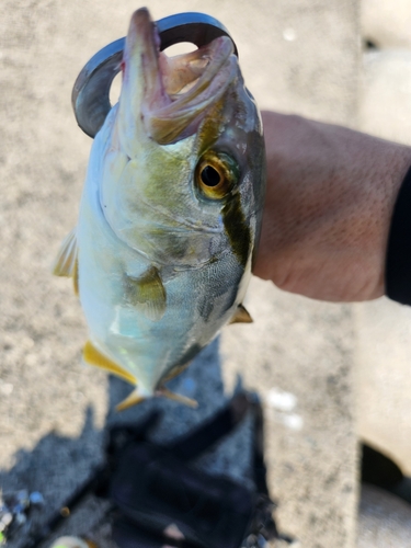 ネリゴの釣果