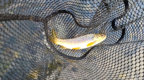 ブラウントラウトの釣果