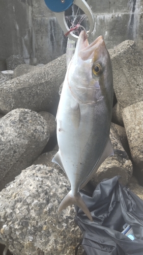 カンパチの釣果