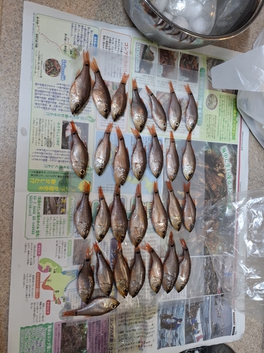 ネンブツダイの釣果