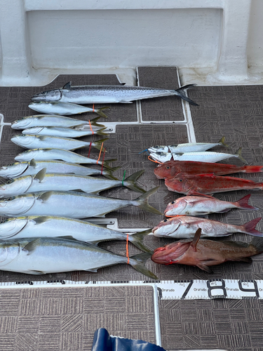 アコウの釣果