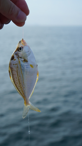 釣果