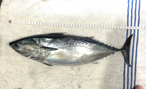 ヒラソウダの釣果