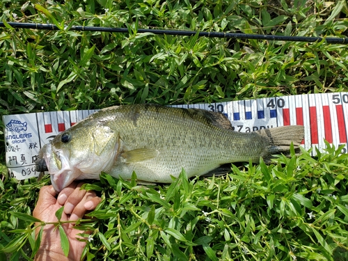 ブラックバスの釣果