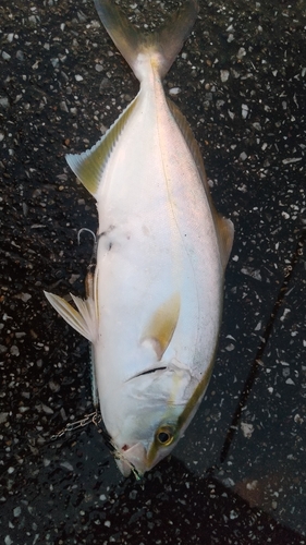 ショゴの釣果