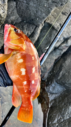 アカハタの釣果