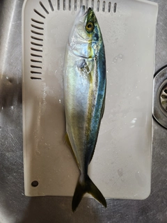 ヤズの釣果