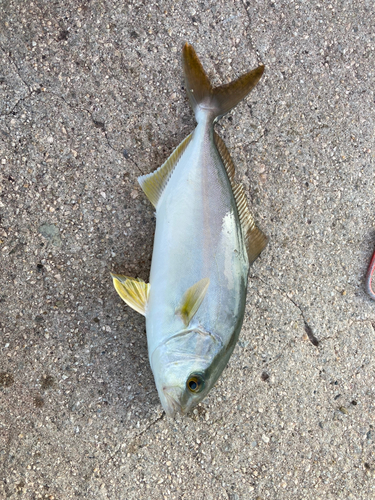 ショゴの釣果