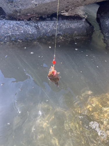 カサゴの釣果