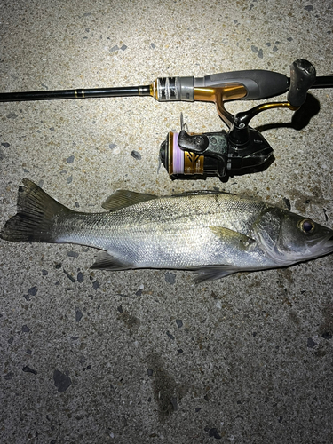 ヒラスズキの釣果