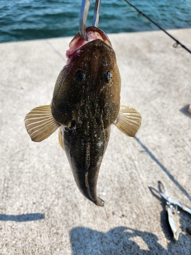 マゴチの釣果