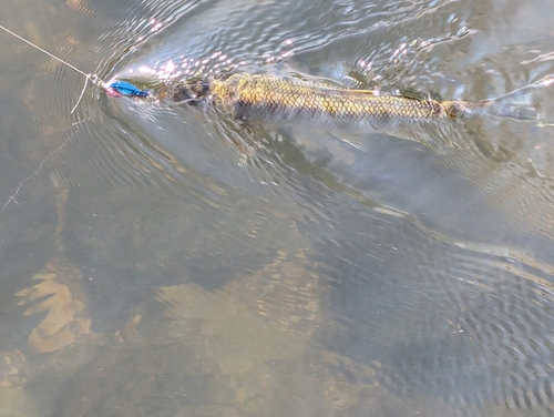 ハスの釣果