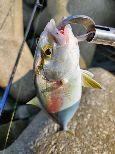 ネリゴの釣果