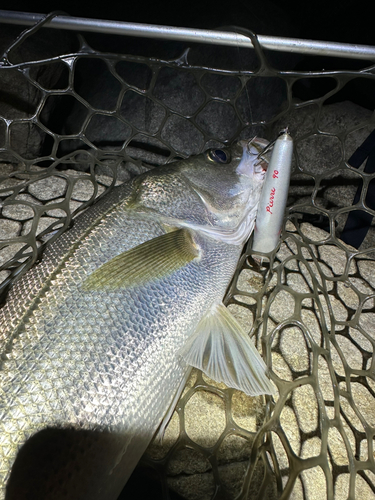 マルスズキの釣果