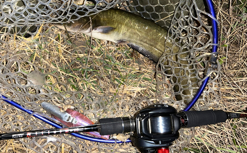 ナマズの釣果