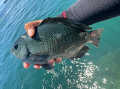 クチブトグレの釣果