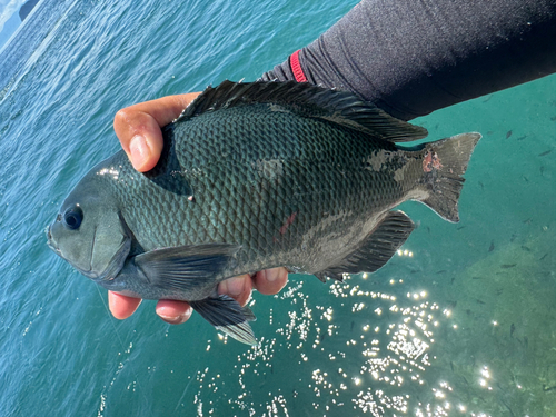 クチブトグレの釣果