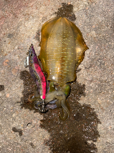 アオリイカの釣果