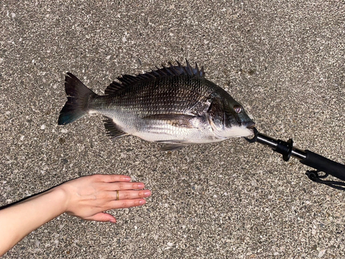 クロダイの釣果