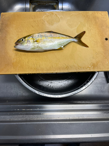 ネリゴの釣果