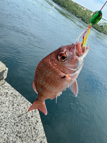 マダイの釣果