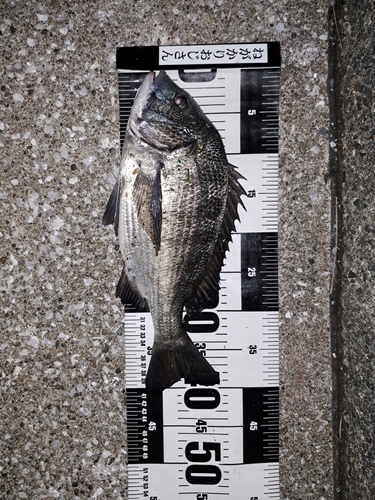 クロダイの釣果