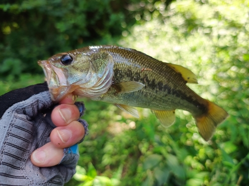 ラージマウスバスの釣果