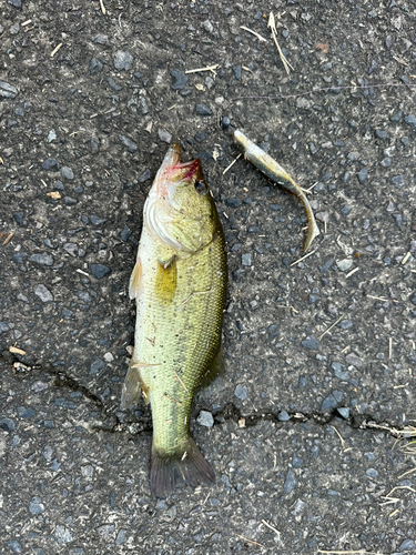 ブラックバスの釣果